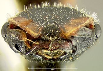 Media type: image; Entomology 21089   Aspect: head frontal view